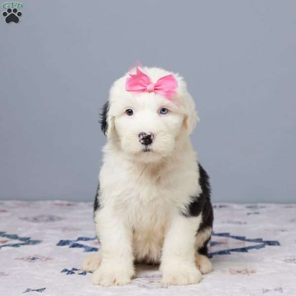Cheyenne, Old English Sheepdog Puppy